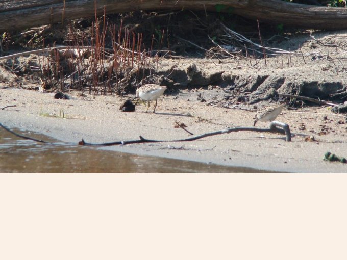 Bécasseau minuscule