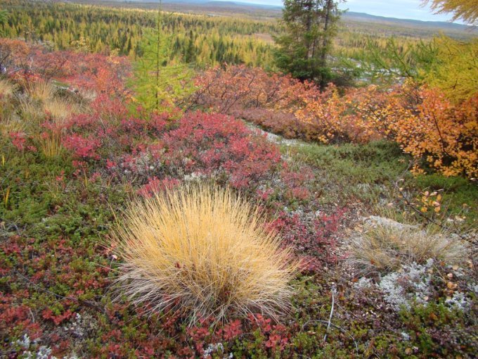 Kuujjuaq- Toundra à l'automne
