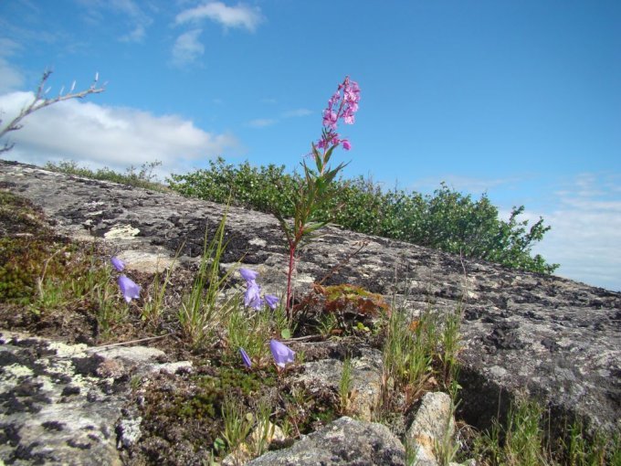Les fleurs de juillet