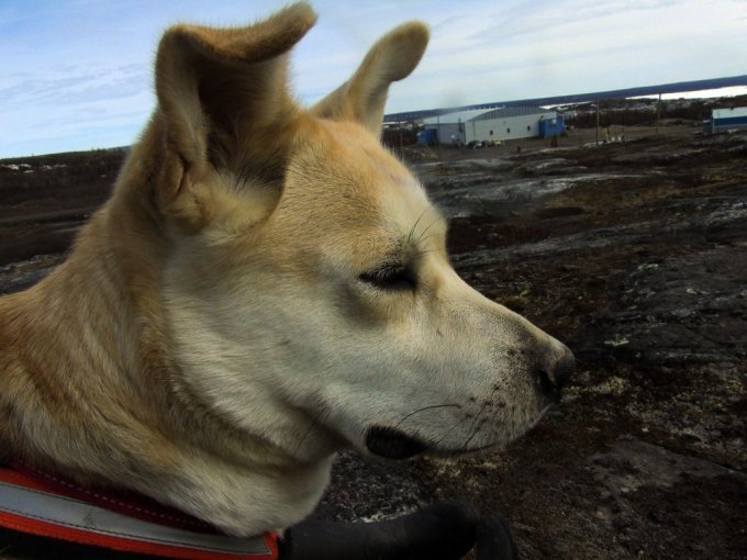 Honey, roi de la toundra