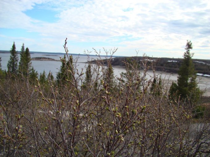 Premiers bourgeons, juin
