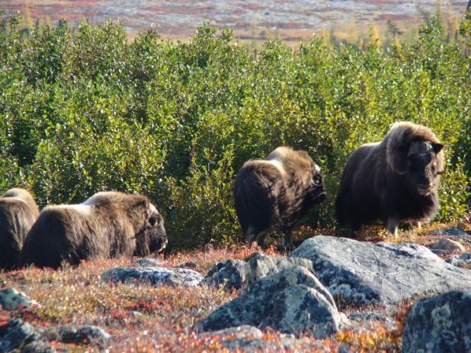 Rencontre avec les boeufs musqués, septembre