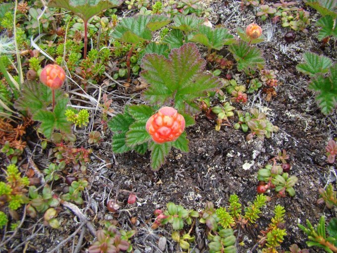 Arpick (Baies) Juillet