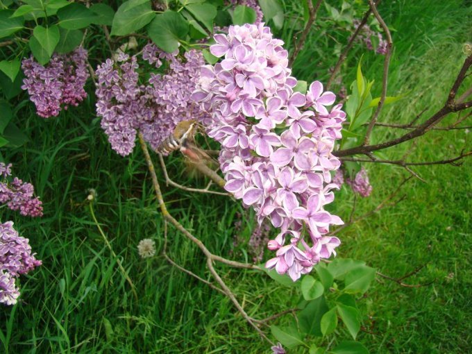 Chez nous, le printemps est bien là !
