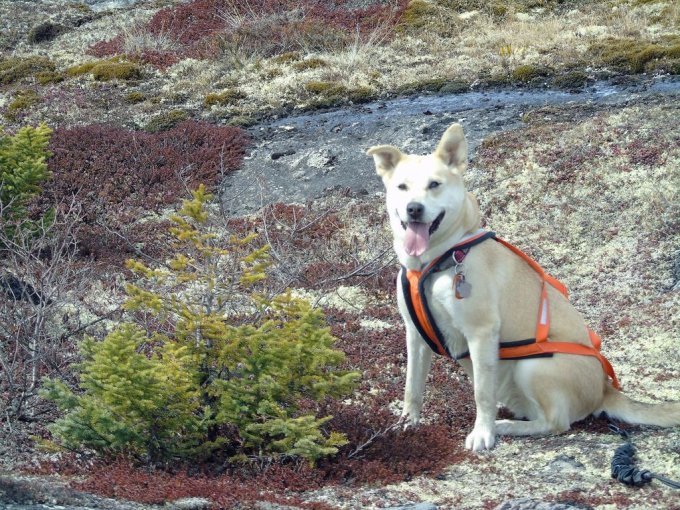 Honey, mon bel ami, chasseur de baies sauvages