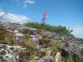 Les fleurs de juillet