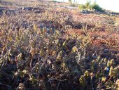 Kuujjuaq- Thé du Labrador