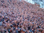 Les baies gelées, Octobre