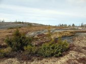 La neige a fondu, le lichen apparait ainsi que les baies sauvages